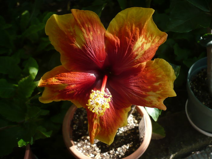 P1270924 - HIBISCUSI 2016-3