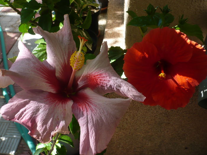 P1270928 - HIBISCUSI 2016-3