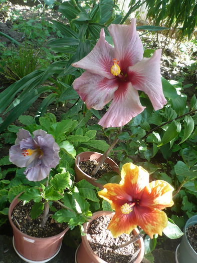 P1270930 - HIBISCUSI 2016-3