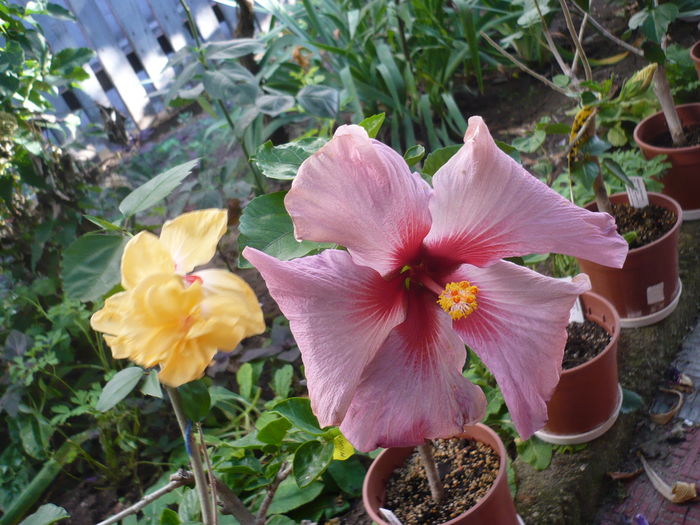 P1270933 - HIBISCUSI 2016-3