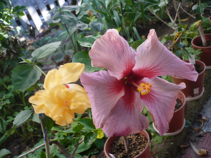 P1270935 - HIBISCUSI 2016-3