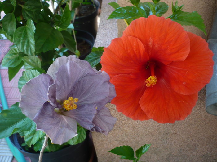 P1270937 - HIBISCUSI 2016-3