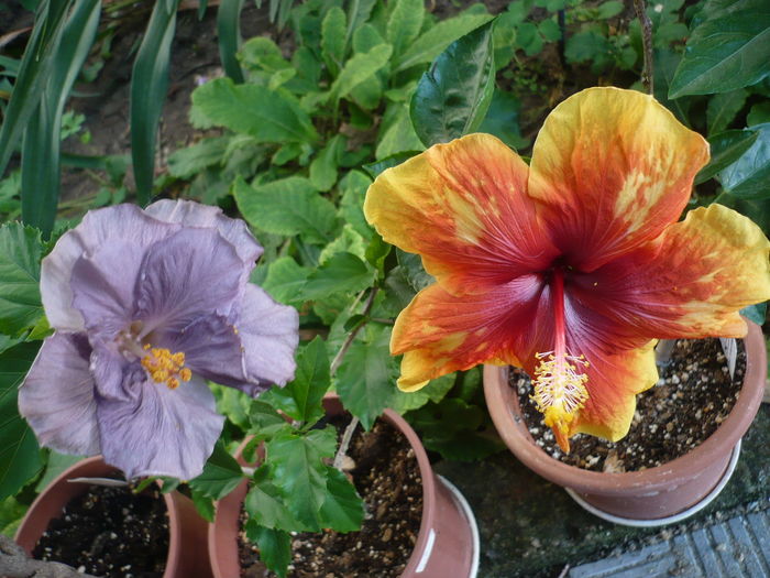 P1270940 - HIBISCUSI 2016-3