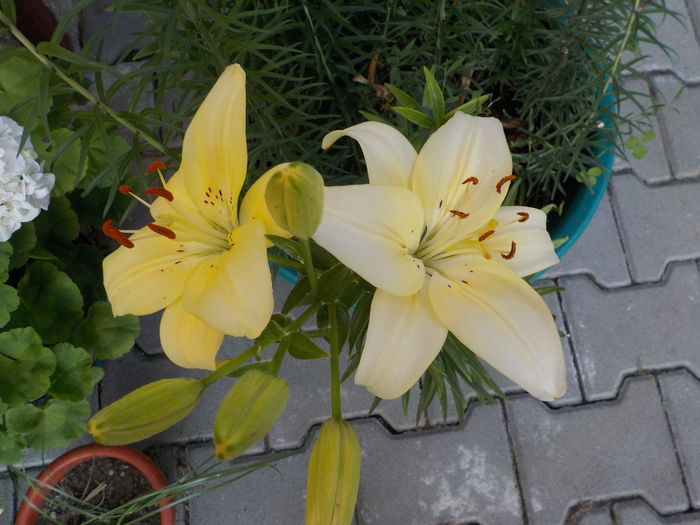 DSCN0560[1] - crini de gradina