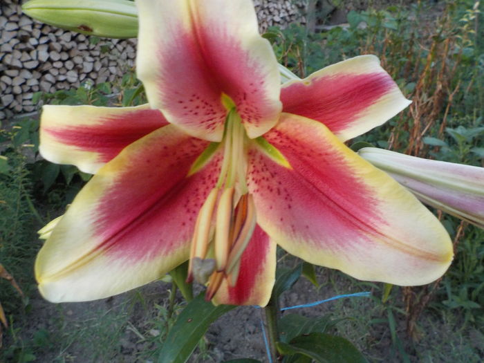 lavon - crini de gradina