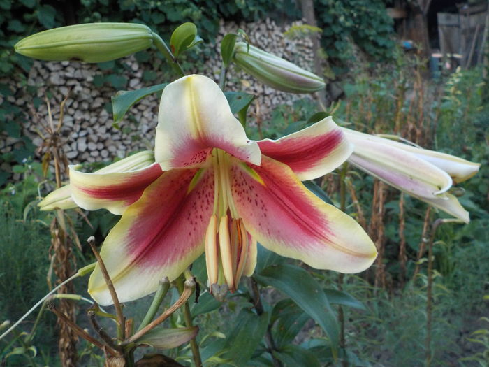 lavon - crini de gradina