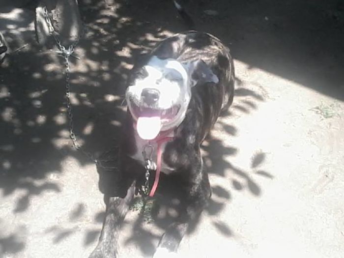 Sheba; Femela amstaff
