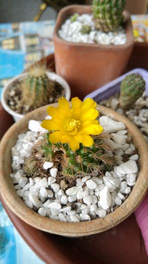 Parodia aureispina - Cactusi si Suculente