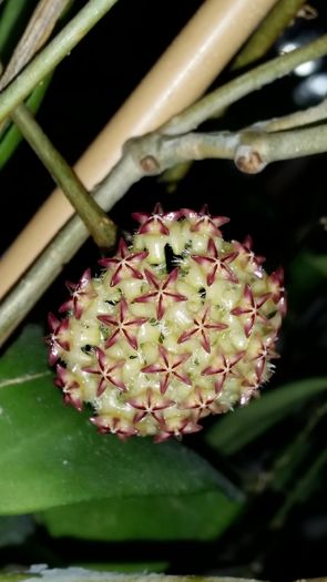 Mindorensis Red Star - Hoya Colectie - 2016