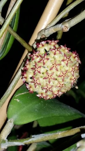 Mindorensis Red Star - Hoya Colectie - 2016