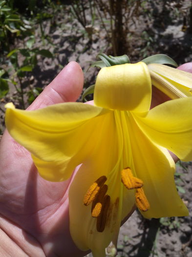 1467724448721 - Crini 2016