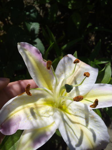 1467724493761 - Crini 2016