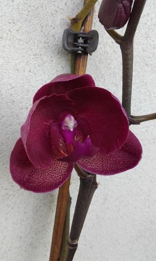 20160626_192118 - orhidee