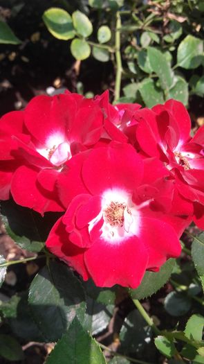 20160625_145248 - trandafiri urcatori 2016