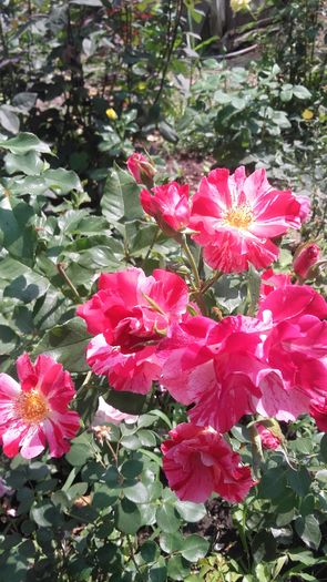 20160625_145422 - trandafiri urcatori 2016