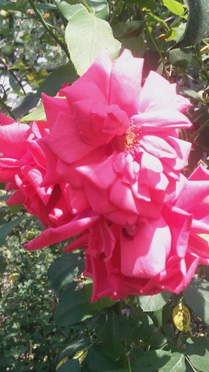 alt necunoscut - rosu caramiziu - trandafiri urcatori 2016