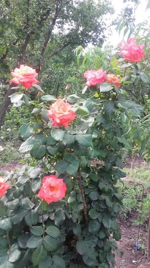 20160628_174947 - trandafiri urcatori 2016