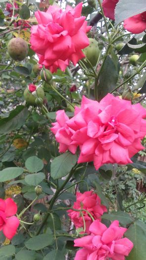 20160628_175257 - trandafiri urcatori 2016