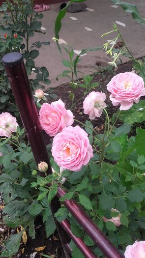 20160625_144051 - trandafiri 2016