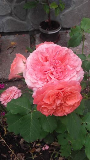 Emilien Guillot - trandafiri 2016