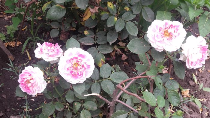 20160625_144203 - trandafiri 2016