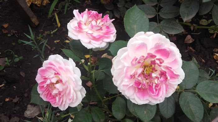 20160625_144209 - trandafiri 2016