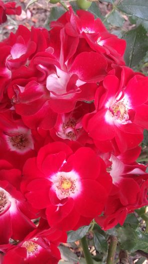 patrik p. - trandafiri 2016