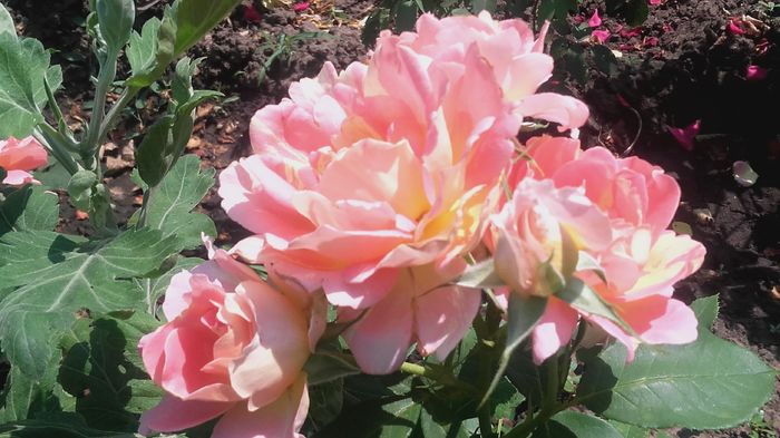 Rose des Cisterciens