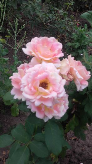 Rose des Cisterciens