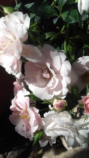 20160702_160450 - trandafiri 2016