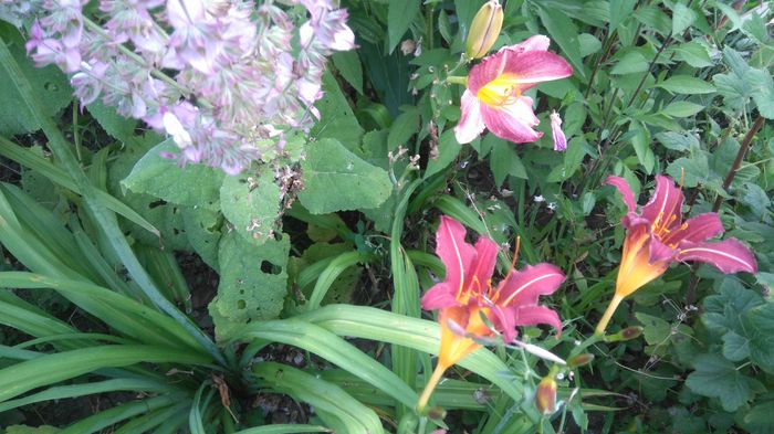 DSC_0650 - Hemerocallis 2016