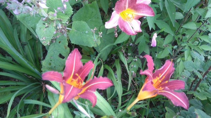 DSC_0652 - Hemerocallis 2016