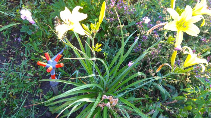 DSC_0642 - Hemerocallis 2016