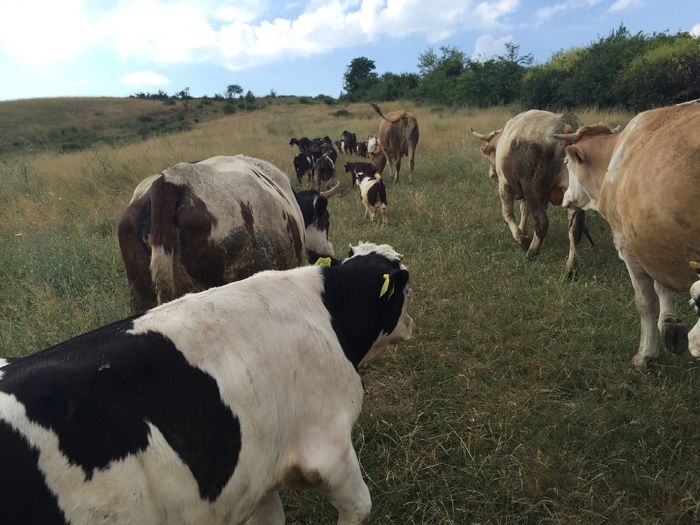 image - Vacutele la pascut-3