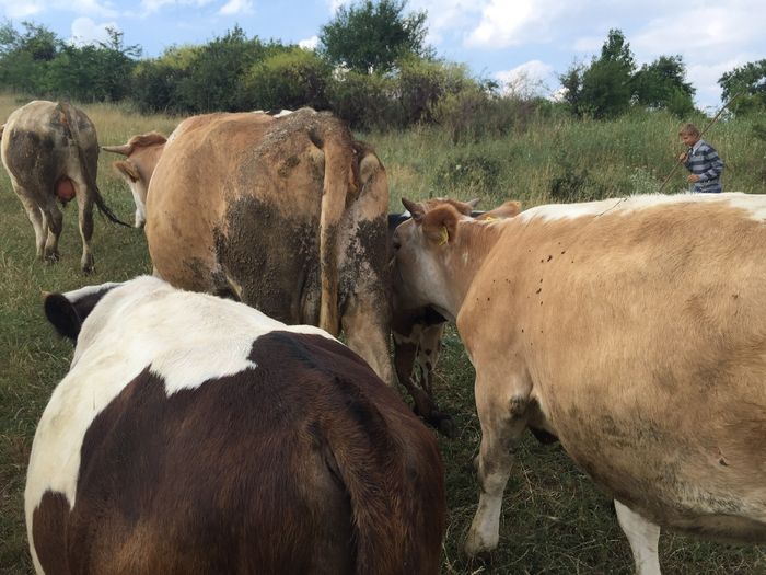 image - Vacutele la pascut-3