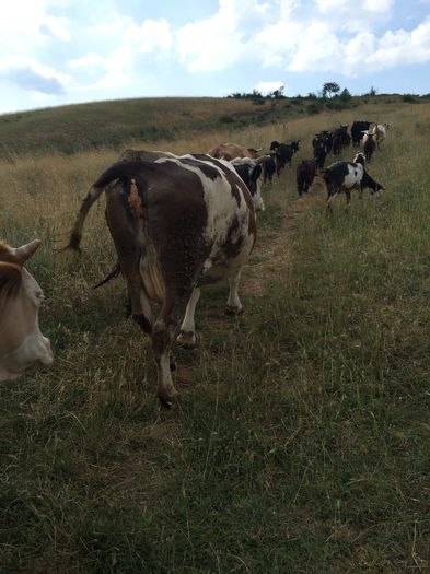 image - Vacutele la pascut-3