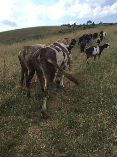 image - Vacutele la pascut-3