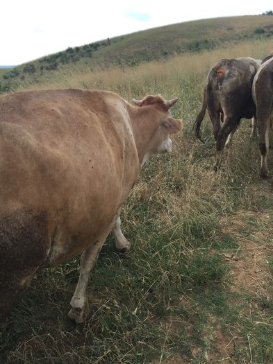 image - Vacutele la pascut-3