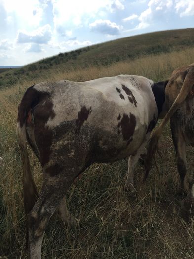 image - Vacutele la pascut-3