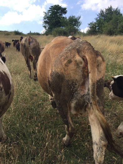 image - Vacutele la pascut-3