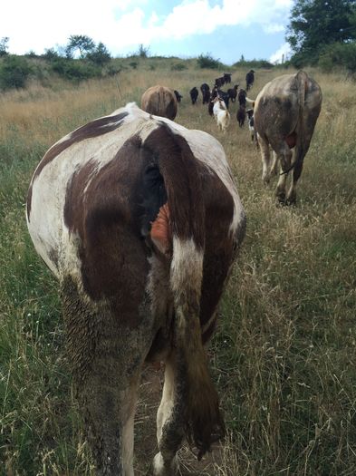 image - Vacutele la pascut-3