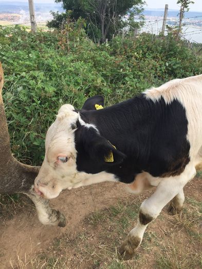 image - Vacutele la pascut-3