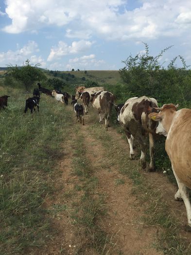 image - Vacutele la pascut-3