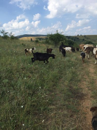 image - Vacutele la pascut-3