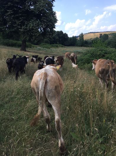 image - Vacutele la pascut-3