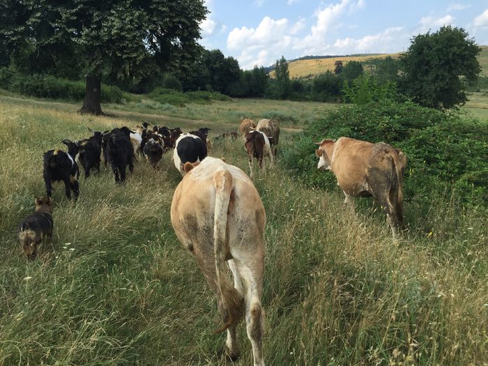 image - Vacutele la pascut-3