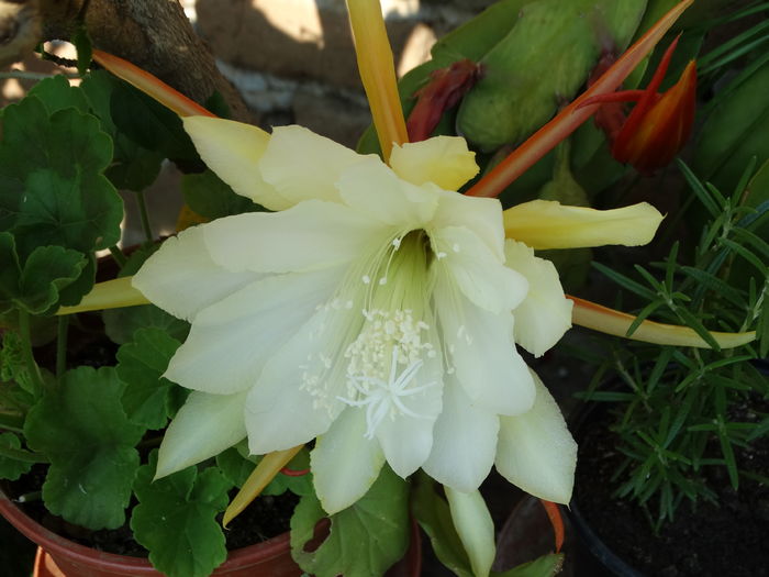 DSC08676 - Cactusi si suculente 2015-2016-2017