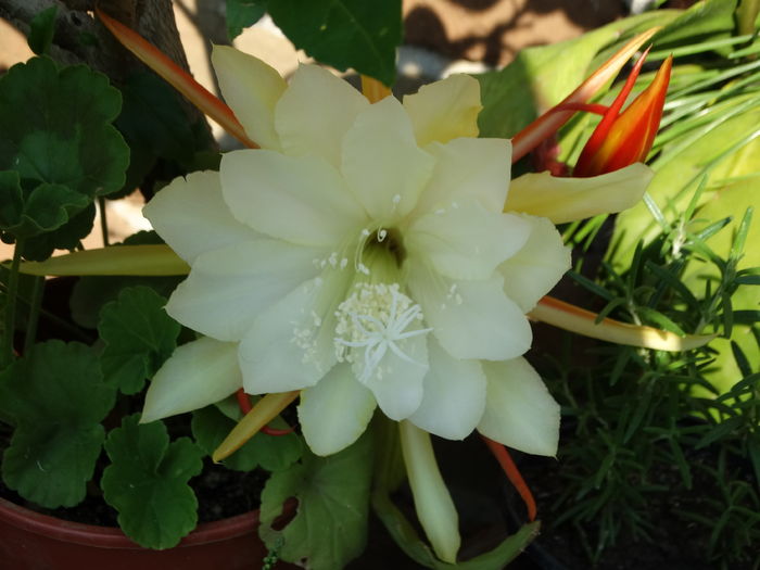 DSC08674 - Cactusi si suculente 2015-2016-2017