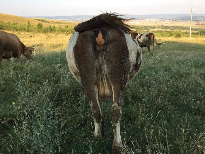 image - Vacuta Mercuta