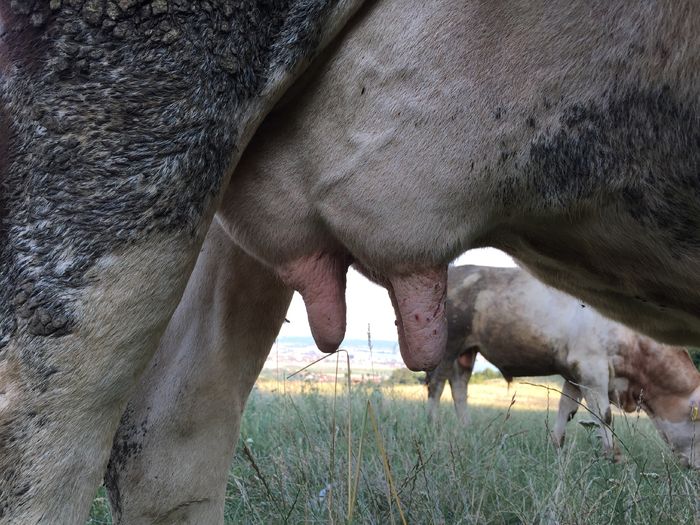 image - Vacuta Mercuta